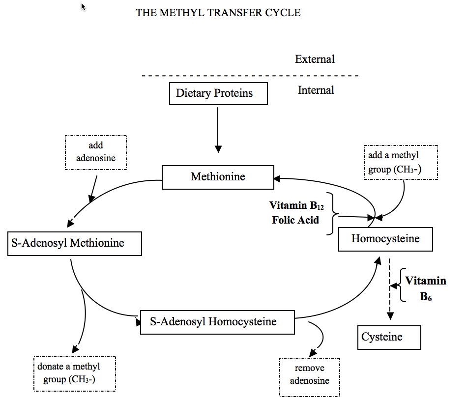 Depiction of The Methyl Transfer Cycle