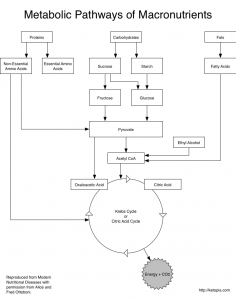 Metabolic pathways for carbohydrates, proteins and fats (lipids) from ingestion to the Krebs cycle.