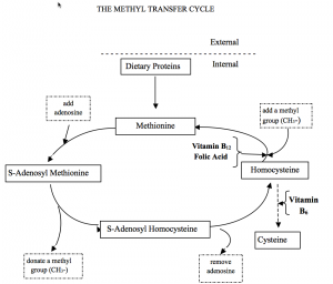 Depiction of The Methyl Transfer Cycle